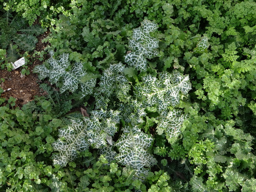 Image of Silybum marianum specimen.