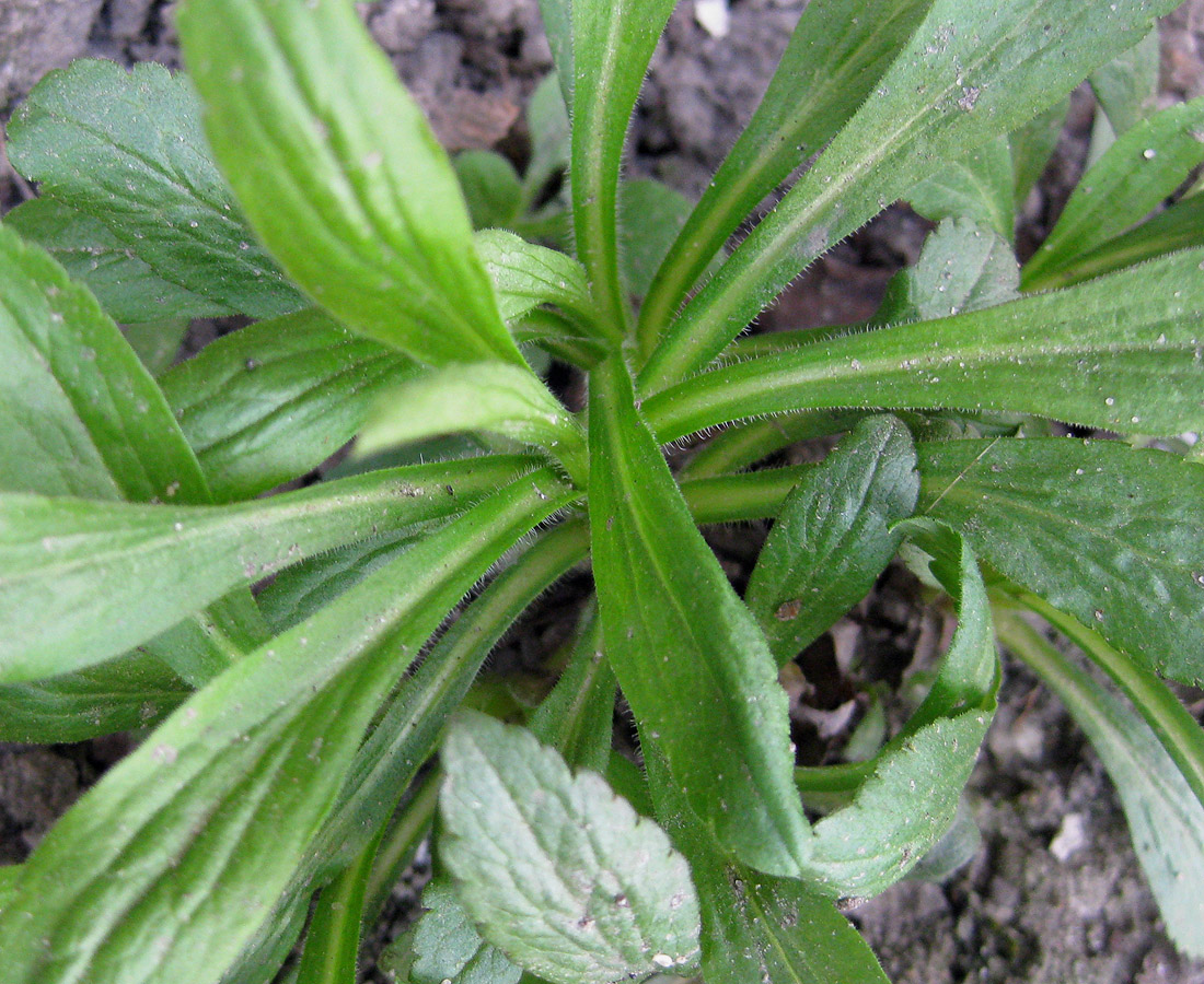 Image of genus Solidago specimen.