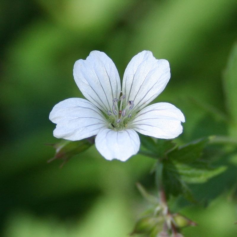 Изображение особи Geranium albiflorum.