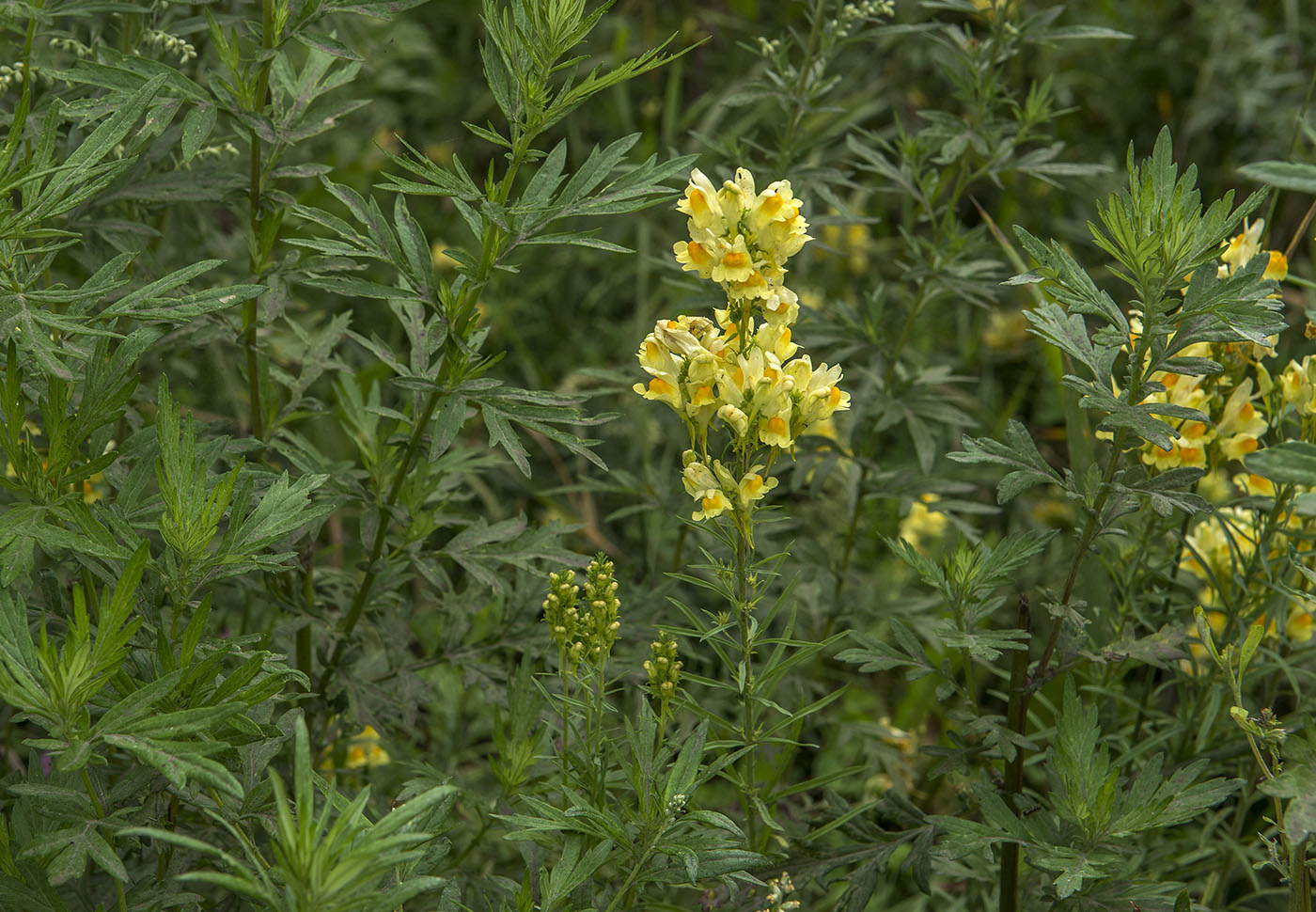 Image of Linaria vulgaris specimen.