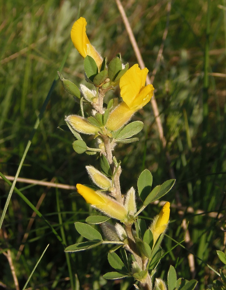 Изображение особи Chamaecytisus colchicus.