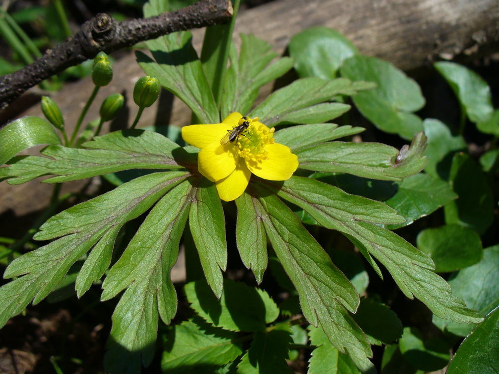 Изображение особи Anemone ranunculoides.