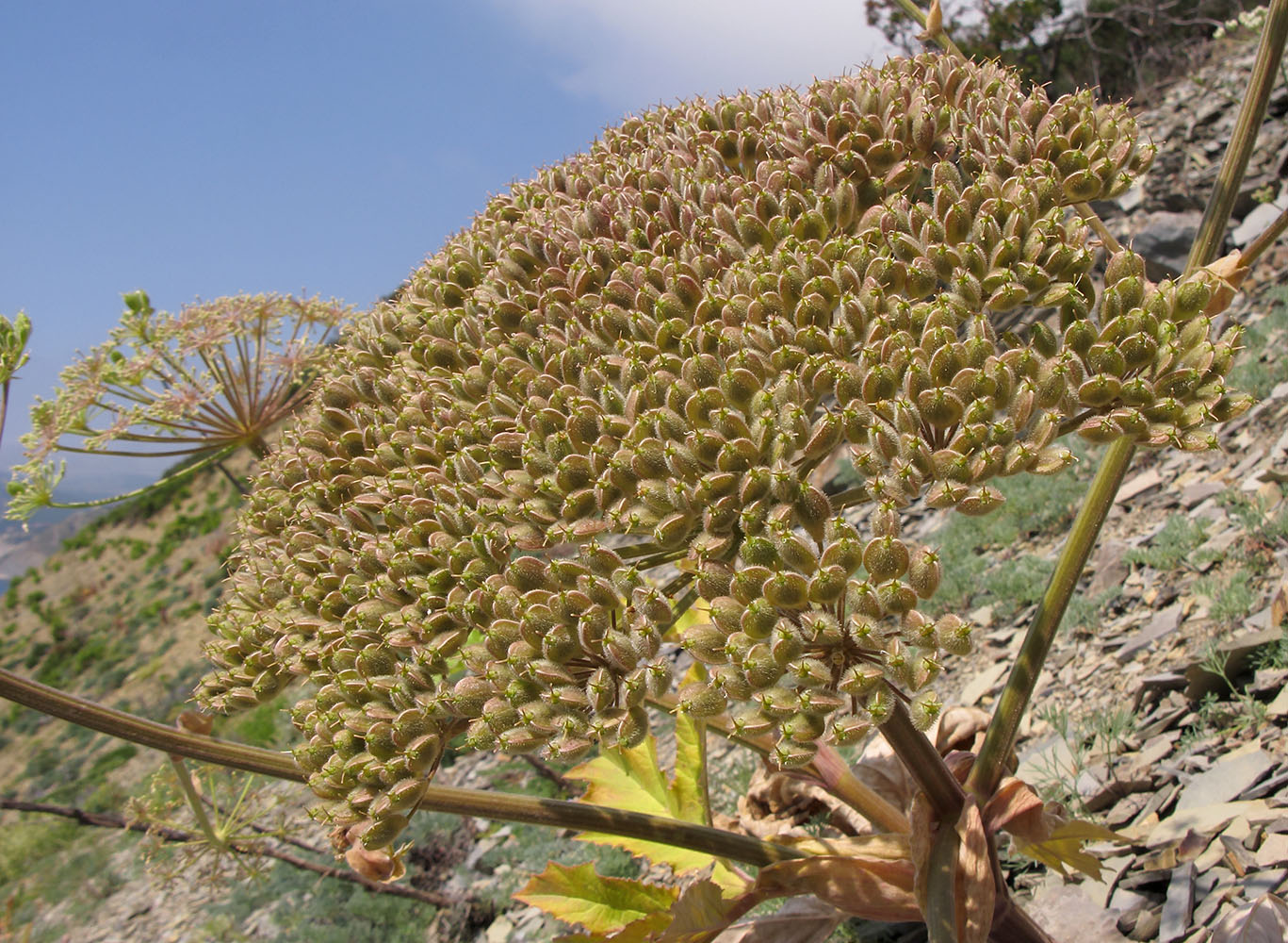 Image of Heracleum stevenii specimen.