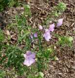 Malva moschata. Цветущее растение. Германия, г. Дюссельдорф, Ботанический сад университета. 02.06.2014.