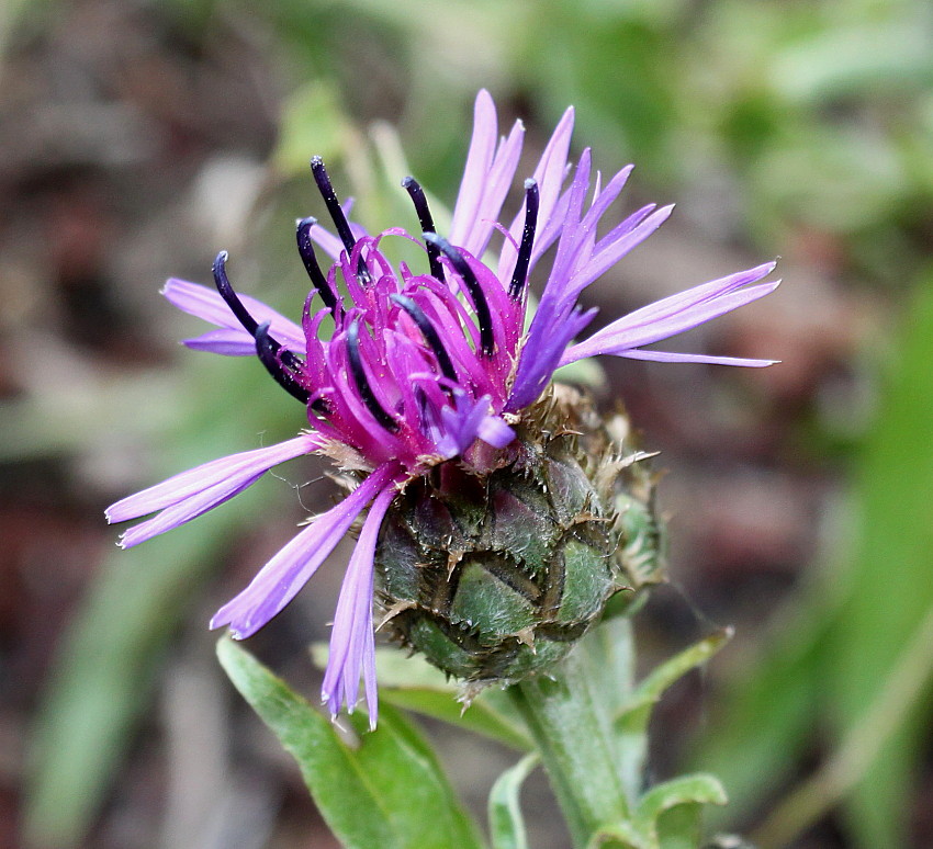 Image of Centaurea triumfettii specimen.