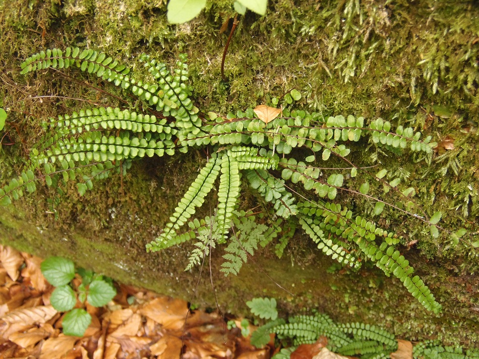 Изображение особи Asplenium trichomanes.