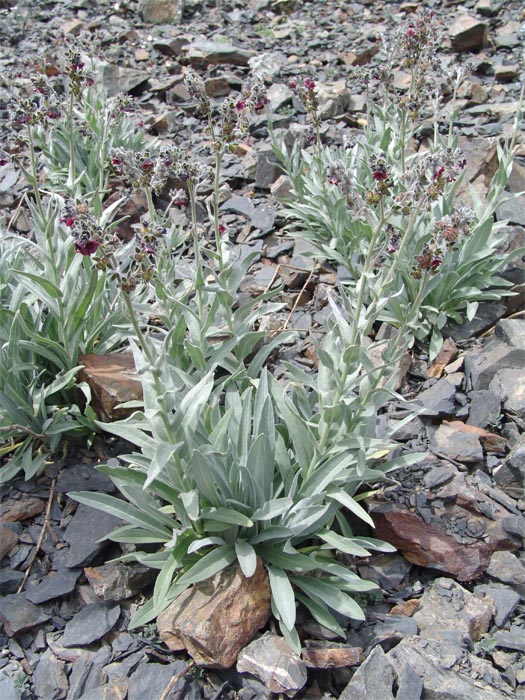 Image of Cynoglossum holosericeum specimen.