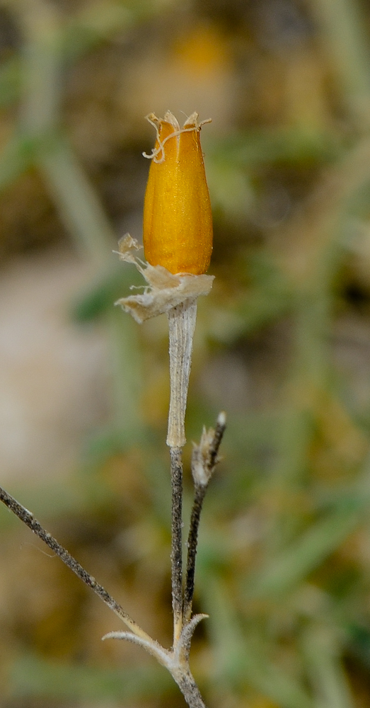 Изображение особи Silene linearis.