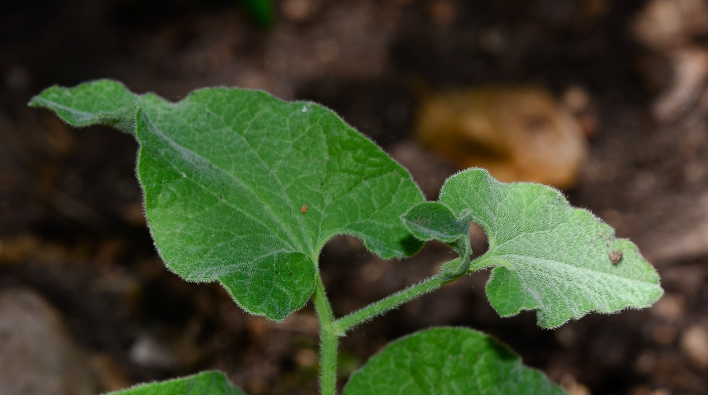 Изображение особи Aristolochia paecilantha.