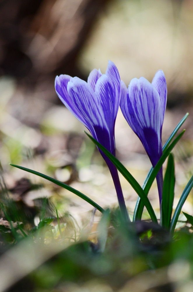 Изображение особи Crocus vernus.