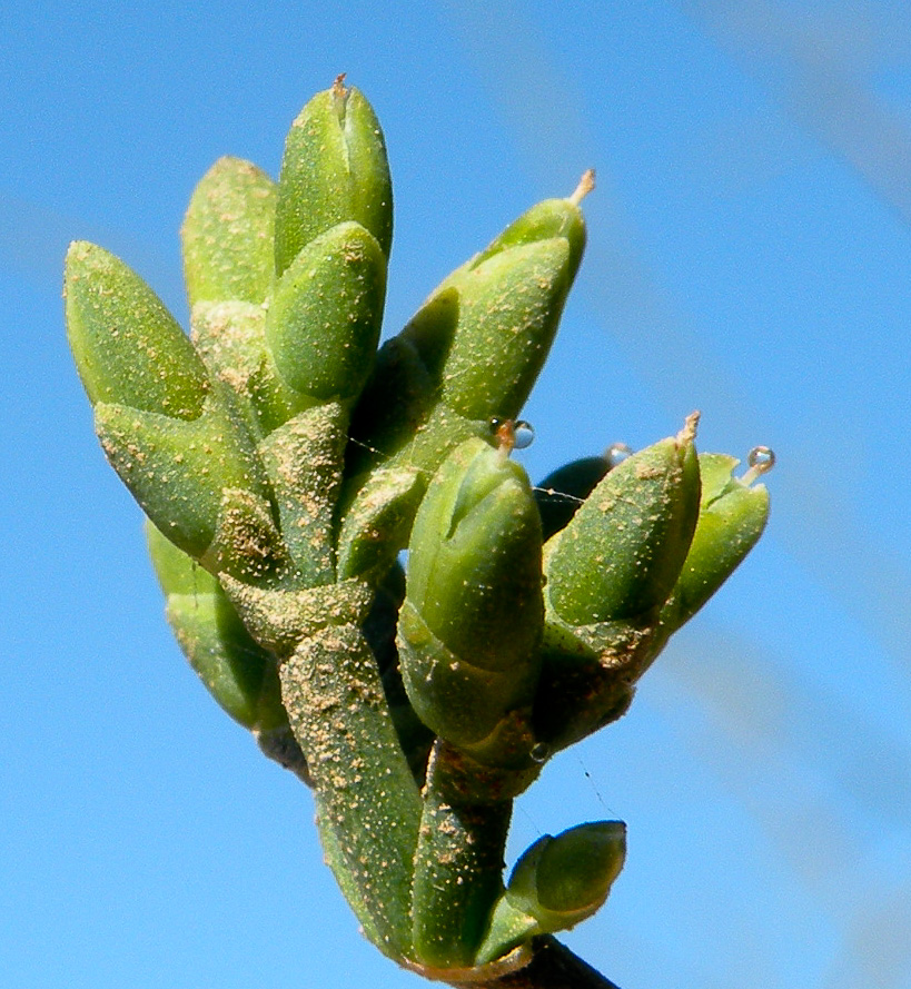 Image of Ephedra foeminea specimen.