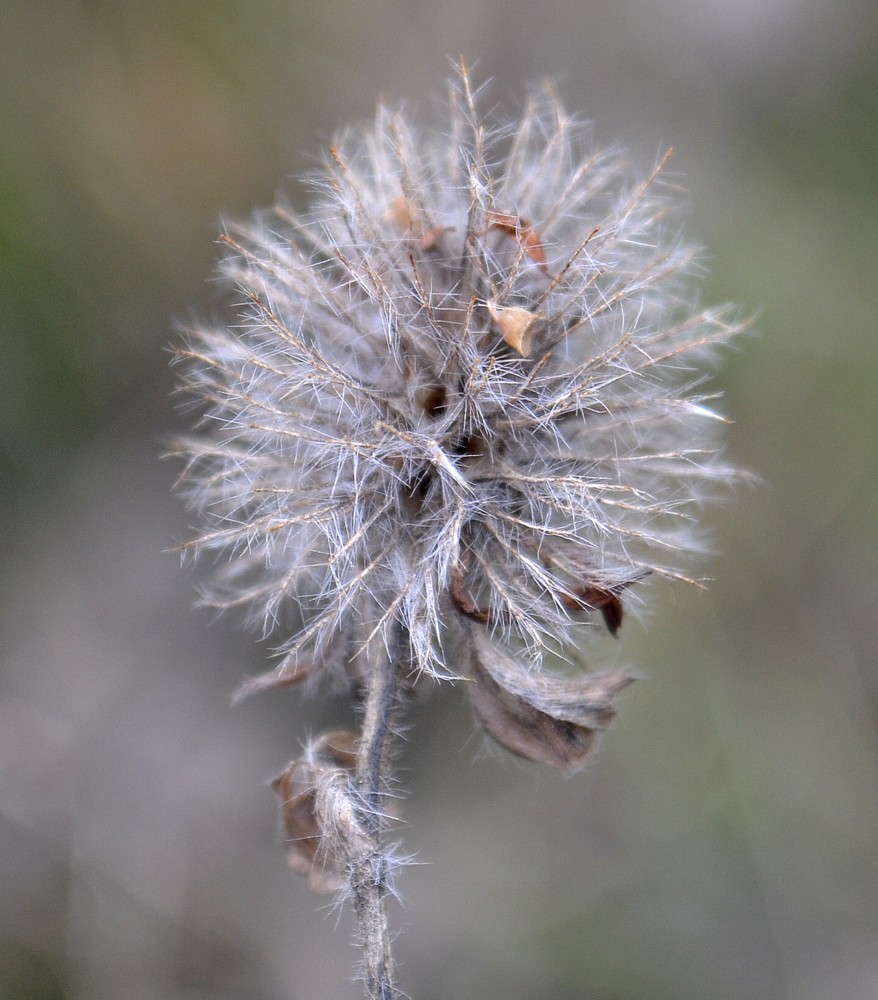 Image of Trifolium arvense specimen.