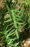 Cirsium serrulatum