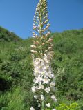 Eremurus robustus