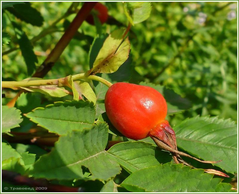 Image of Rosa glabrifolia specimen.