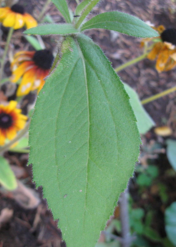 Изображение особи Rudbeckia hirta.