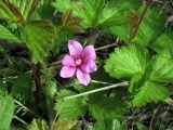 Rubus arcticus