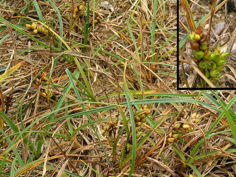 Image of Carex pumila specimen.