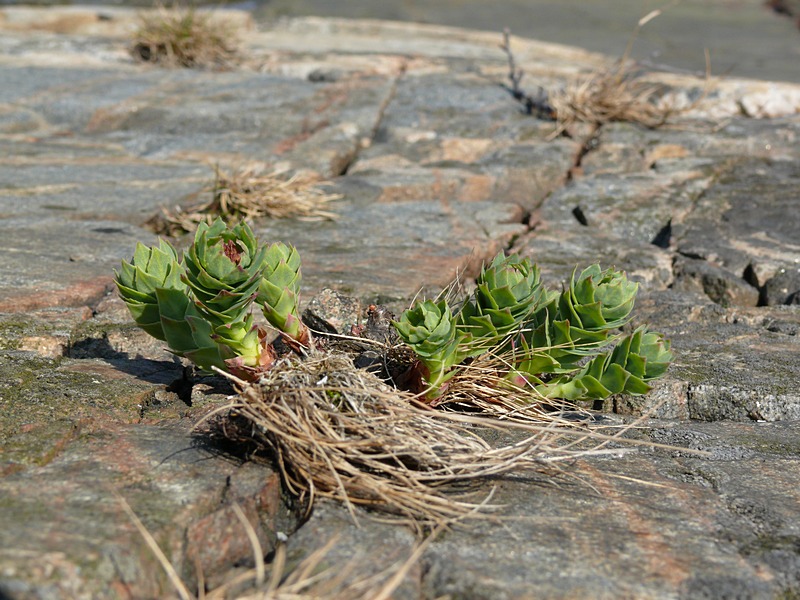 Image of Rhodiola rosea specimen.