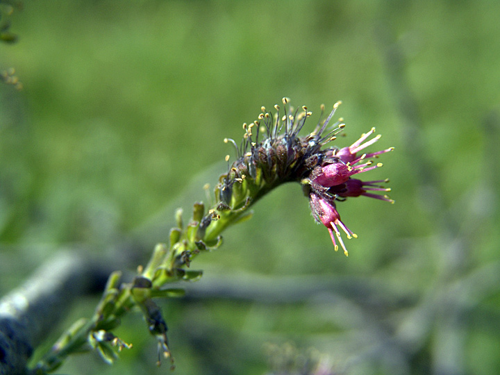 Image of Solenanthus circinnatus specimen.