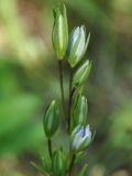 Lomatogonium rotatum