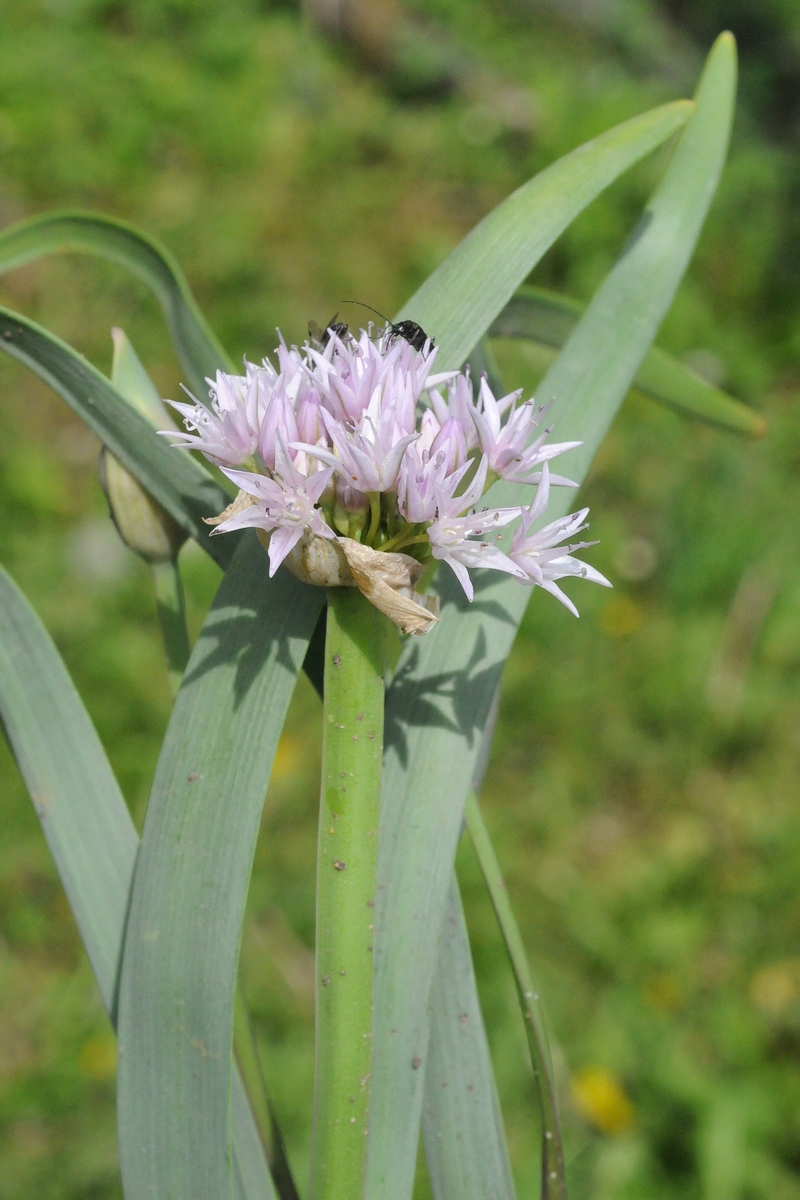 Изображение особи Allium tolmiei var. platyphyllum.