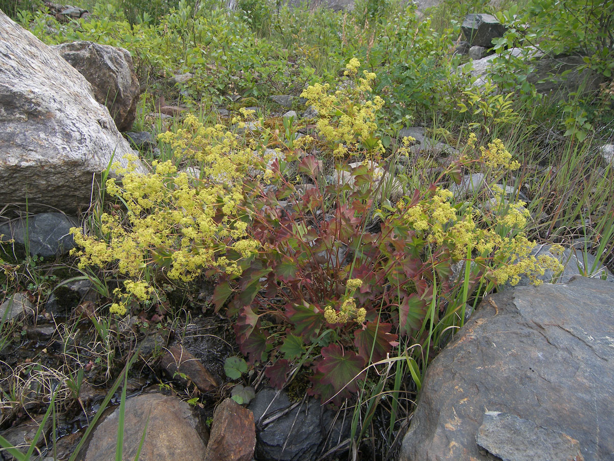 Изображение особи Alchemilla dura.