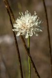 Cephalaria leucantha. Верхушка побега с соцветием. Черногория, муниципалитет Будва, окр. с. Браичи (Brajići), участок петрофитной степи в поясе можжевелово-дубово-грабинникового леса. 13.10.2014.