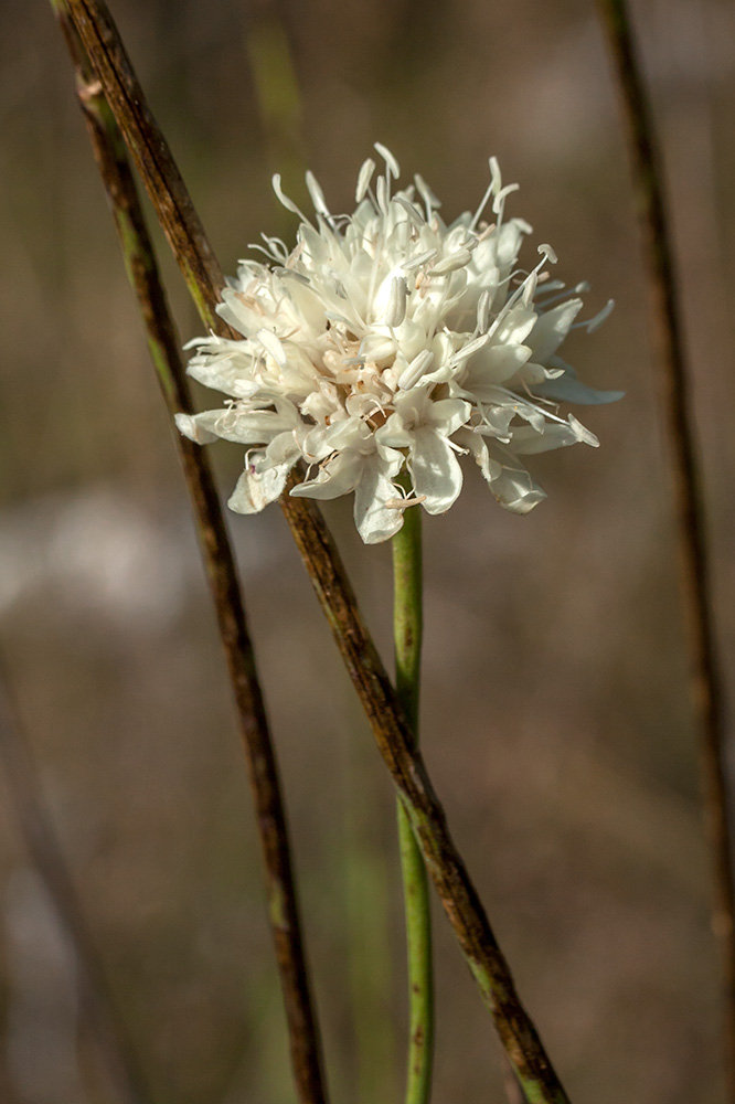 Image of Cephalaria leucantha specimen.