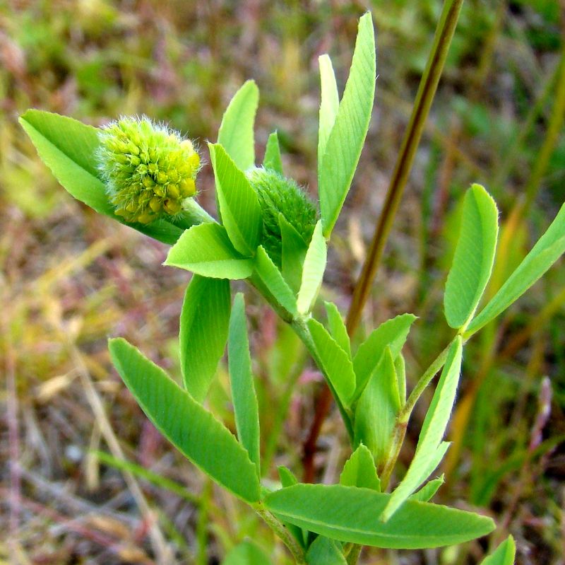 Image of Trifolium spadiceum specimen.