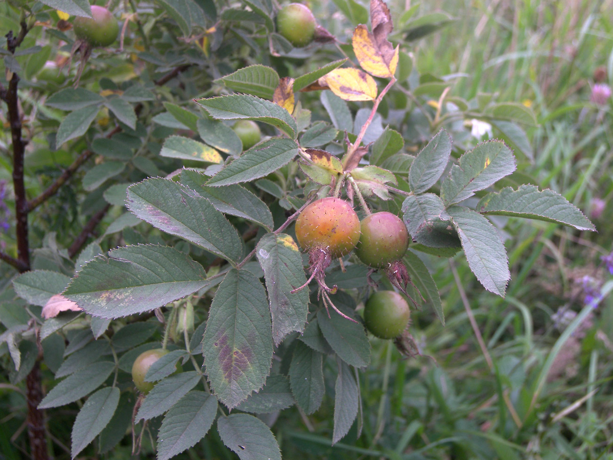 Изображение особи Rosa praetermissa.