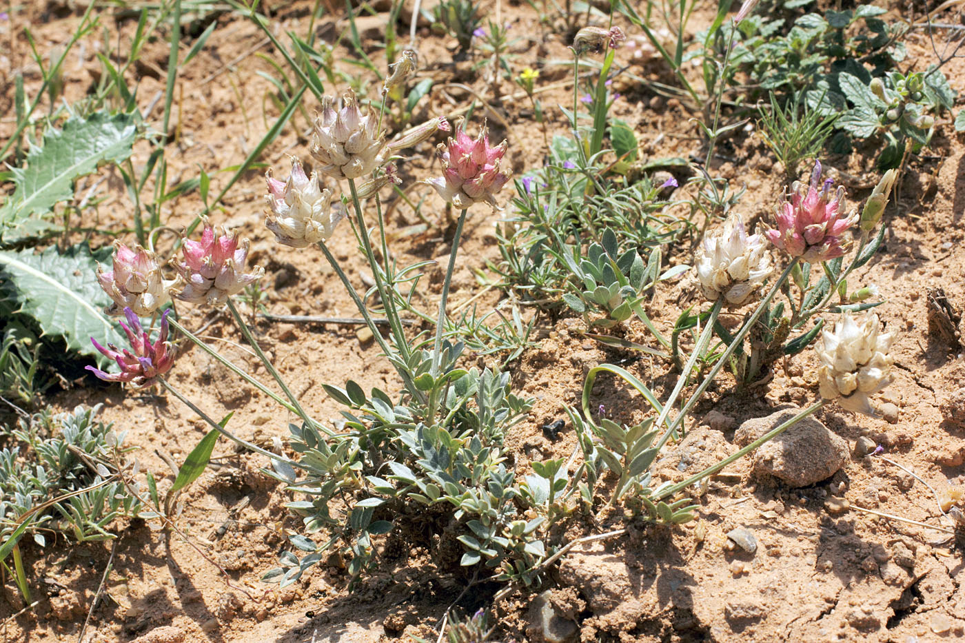 Изображение особи Astragalus schrenkianus.