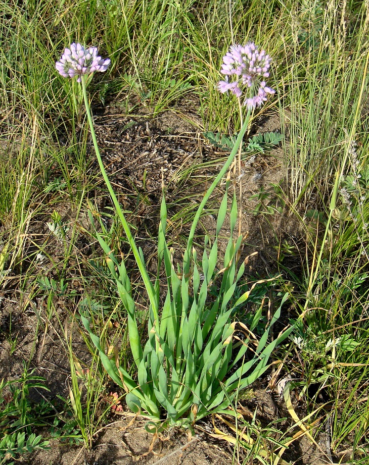 Image of Allium senescens specimen.