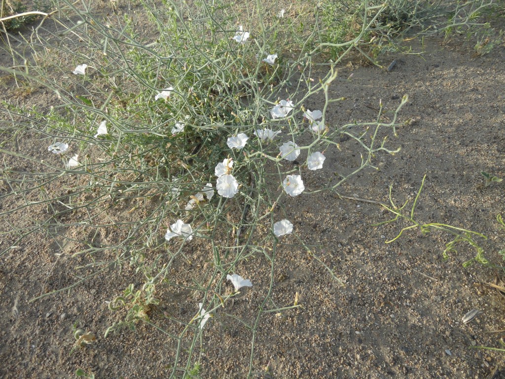 Image of Convolvulus korolkowii specimen.