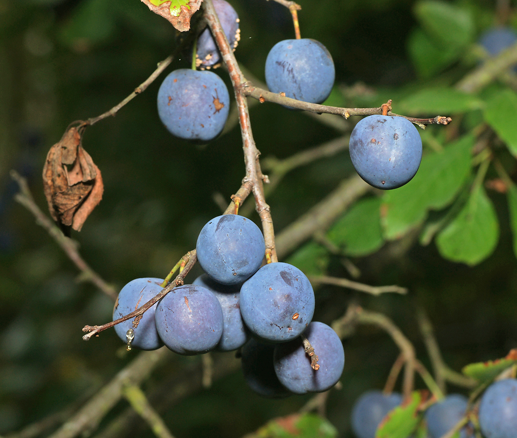 Image of Prunus spinosa specimen.