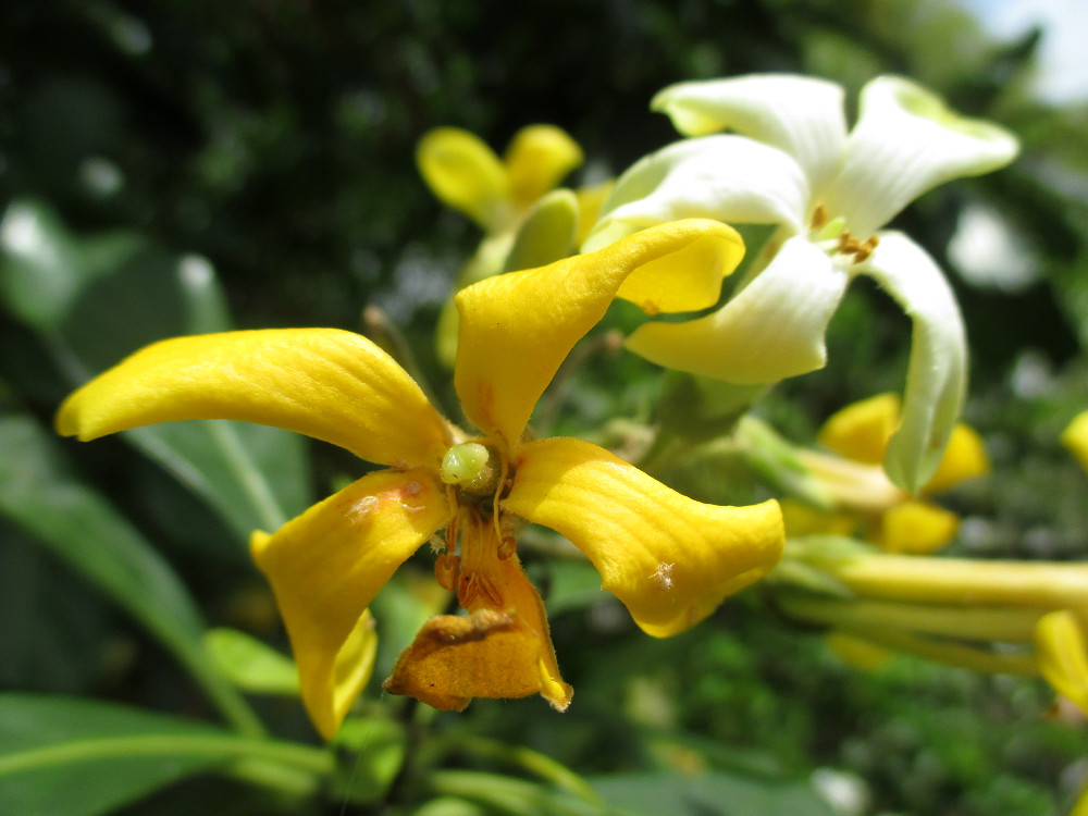 Изображение особи Hymenosporum flavum.