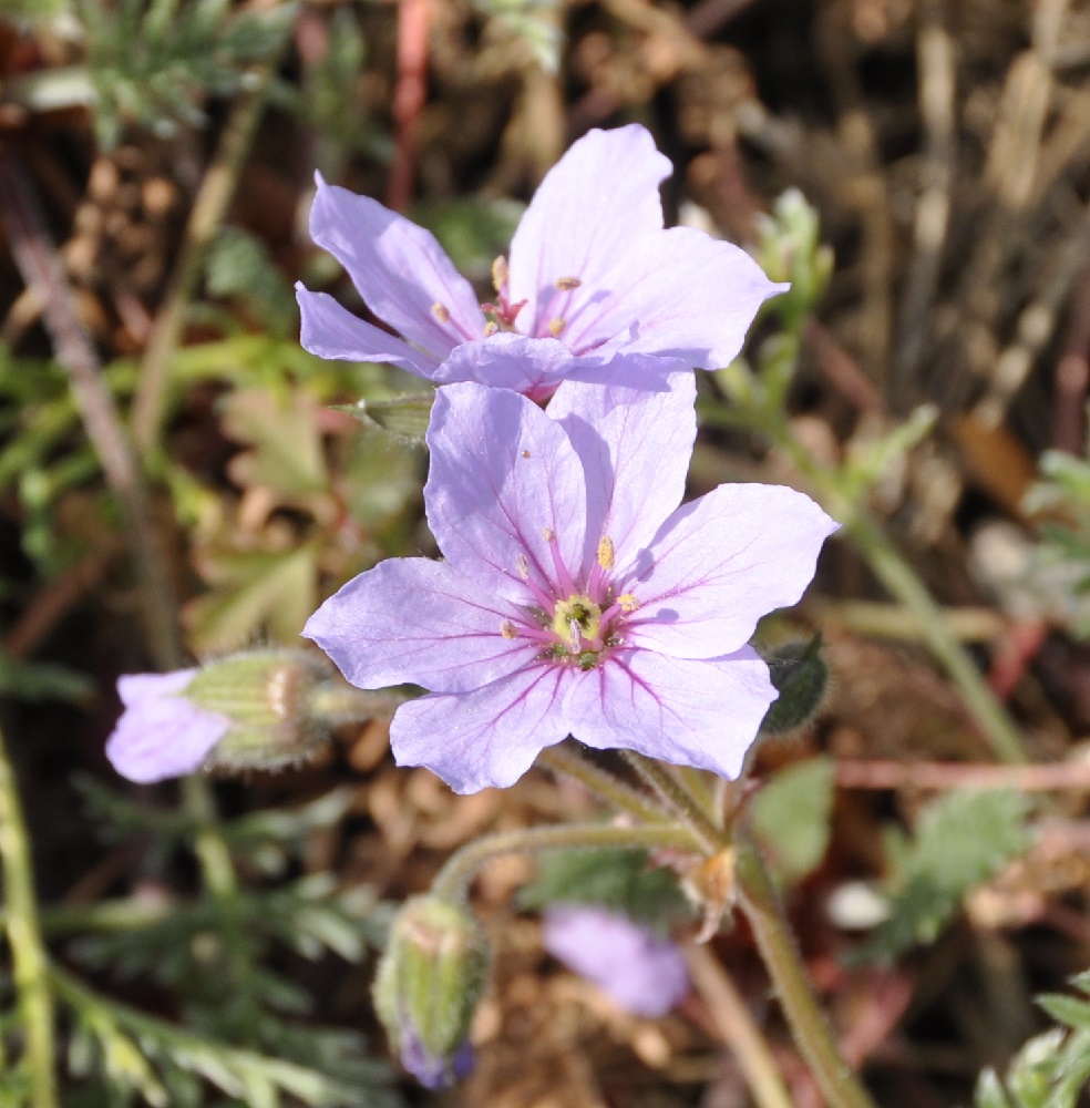 Изображение особи Erodium absinthoides.