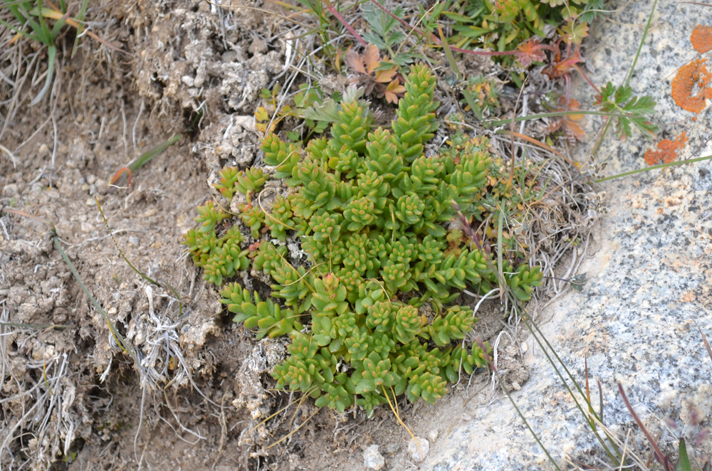 Изображение особи род Rhodiola.