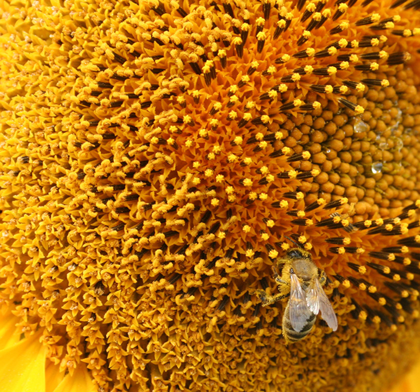 Image of Helianthus annuus specimen.