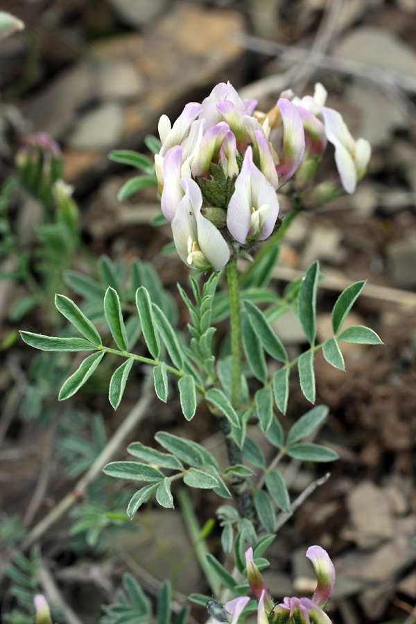 Image of genus Astragalus specimen.