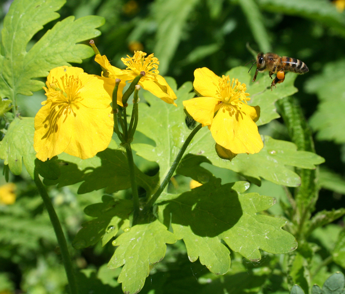 Image of Chelidonium majus specimen.