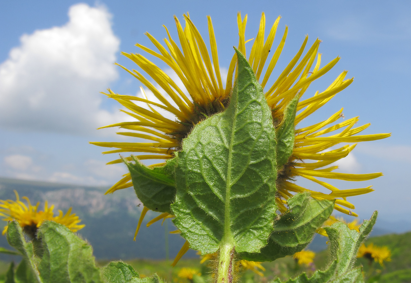 Изображение особи Inula grandiflora.