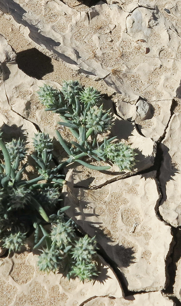 Image of Sclerocephalus arabicus specimen.