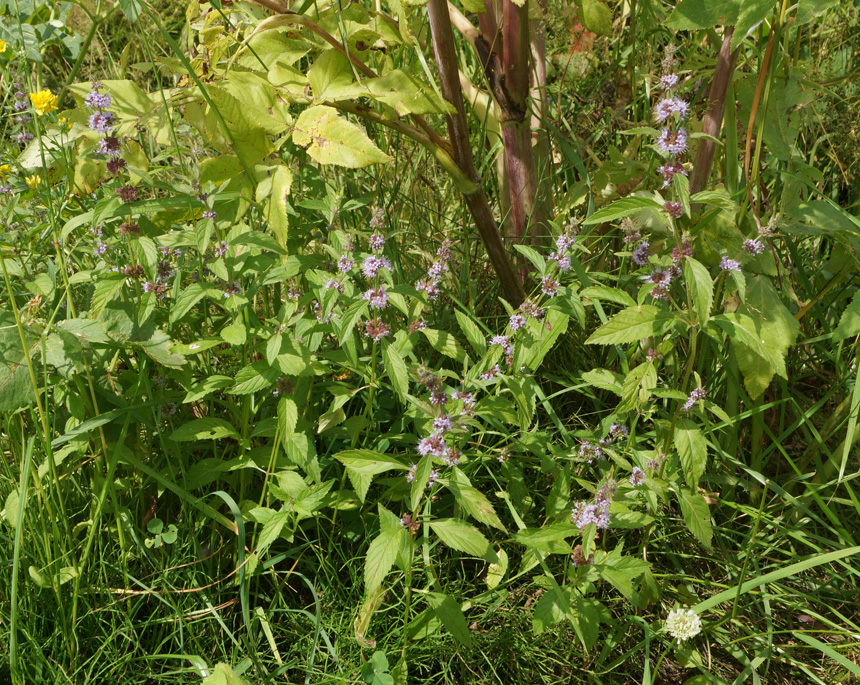 Изображение особи род Mentha.