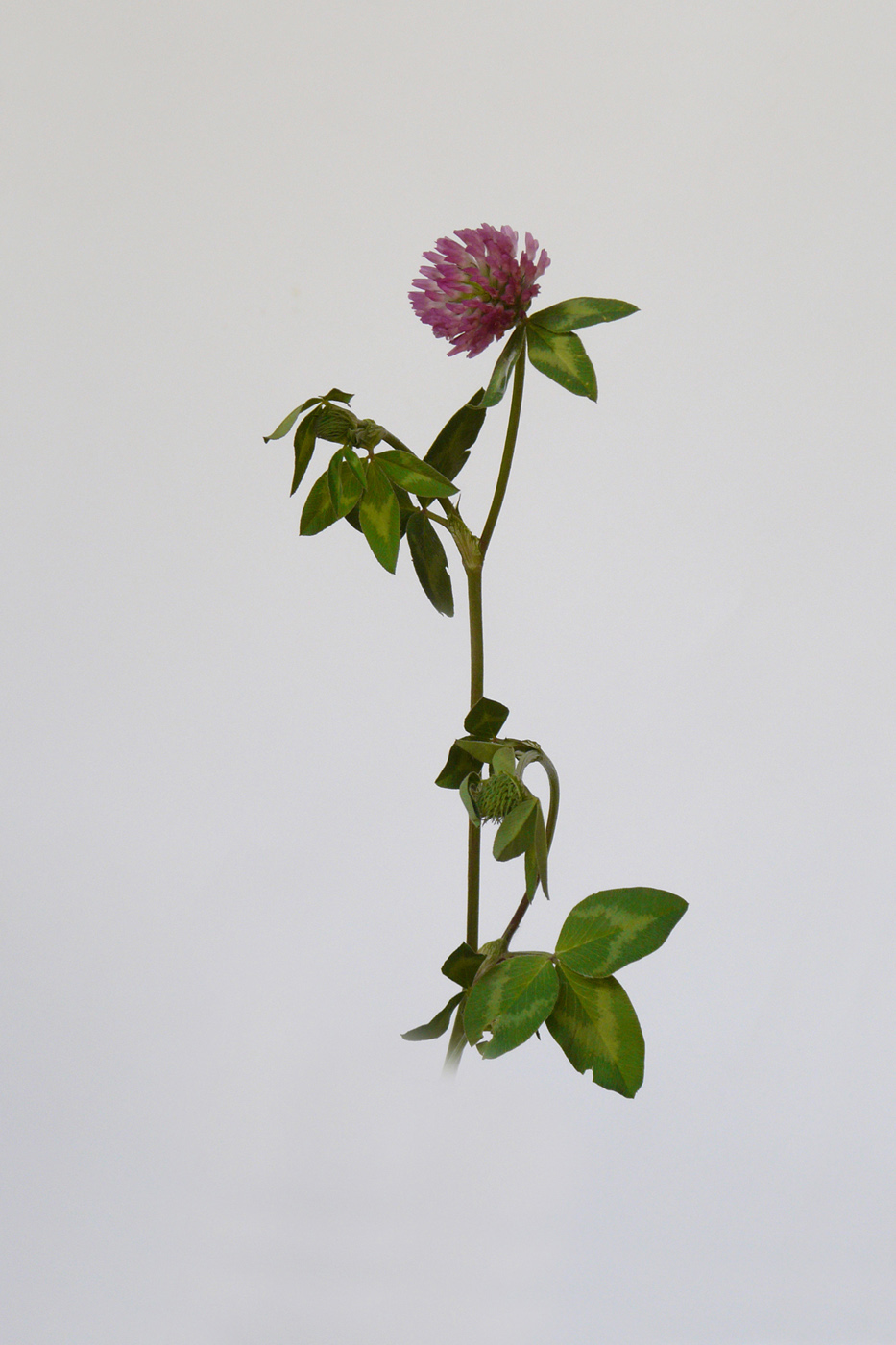 Image of Trifolium pratense specimen.