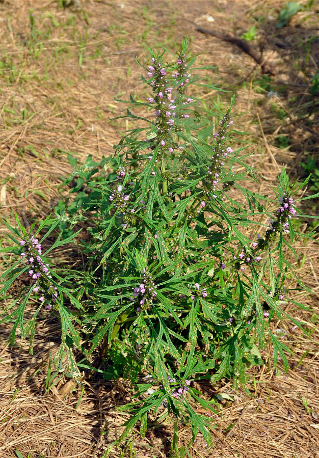 Image of Leonurus japonicus specimen.