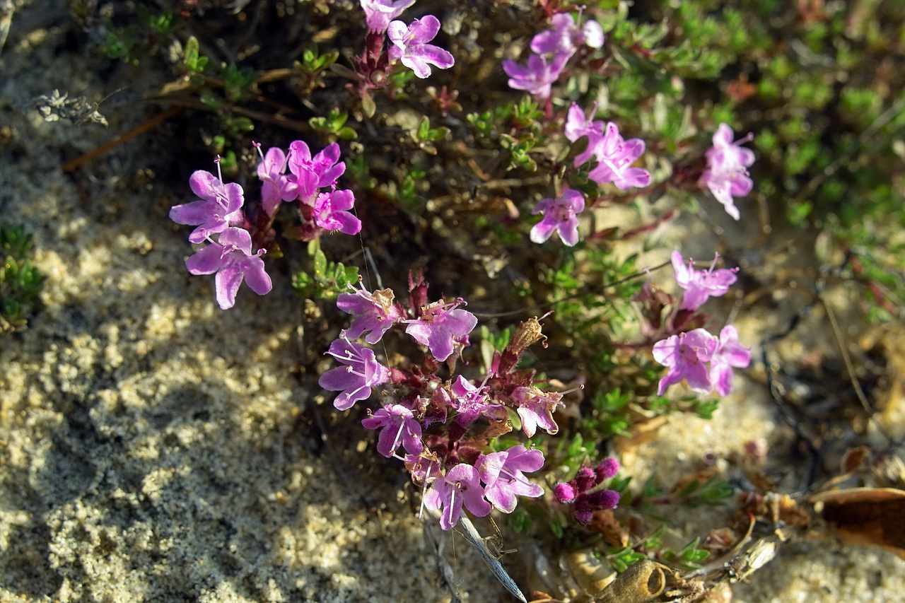 Изображение особи род Thymus.