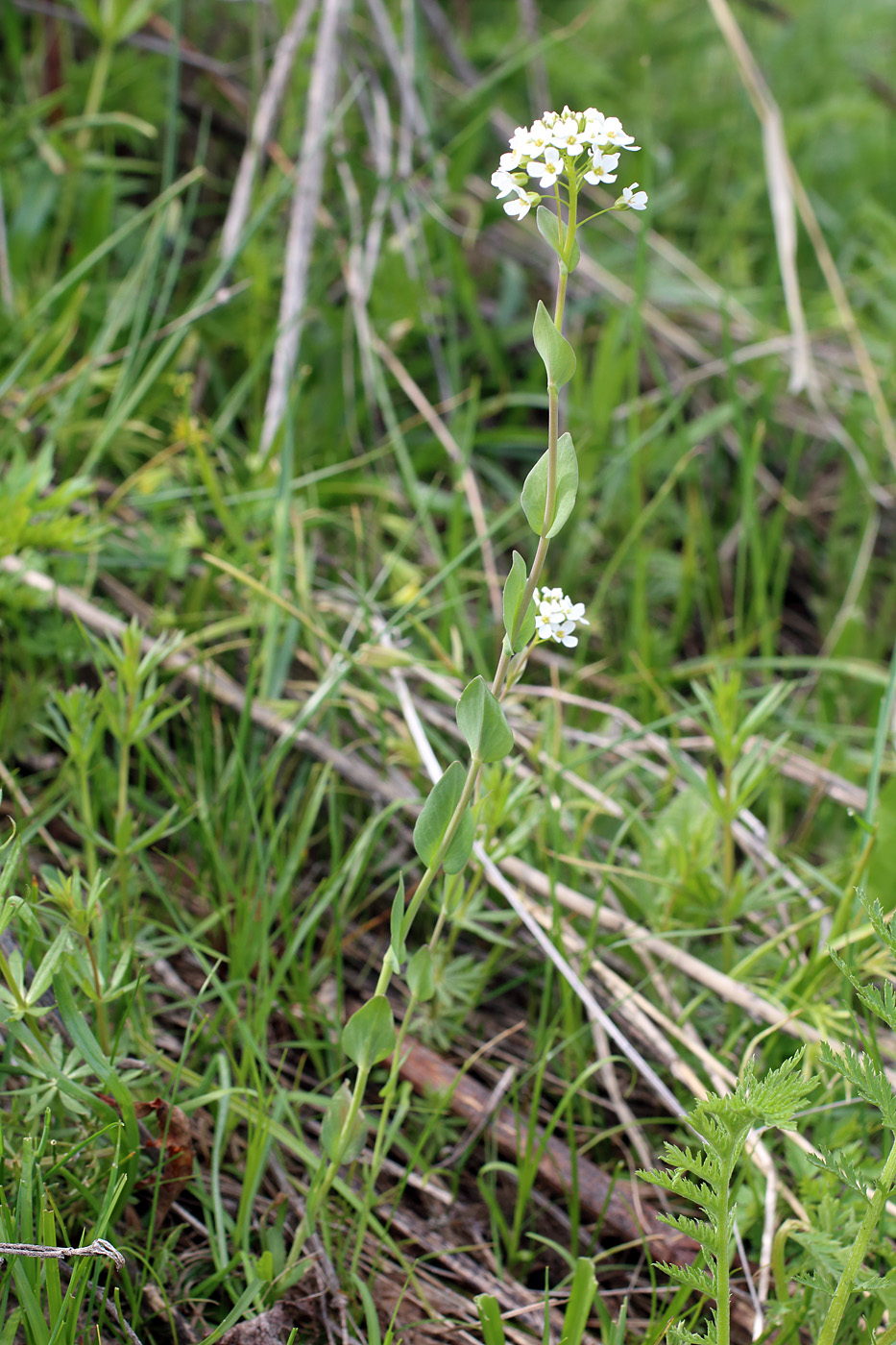 Изображение особи Noccaea ferganensis.