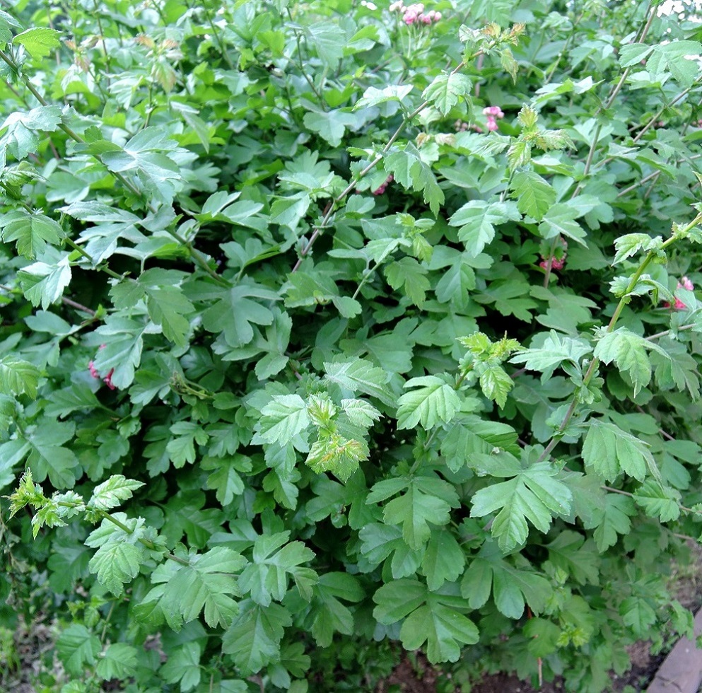 Image of Crataegus &times; media specimen.