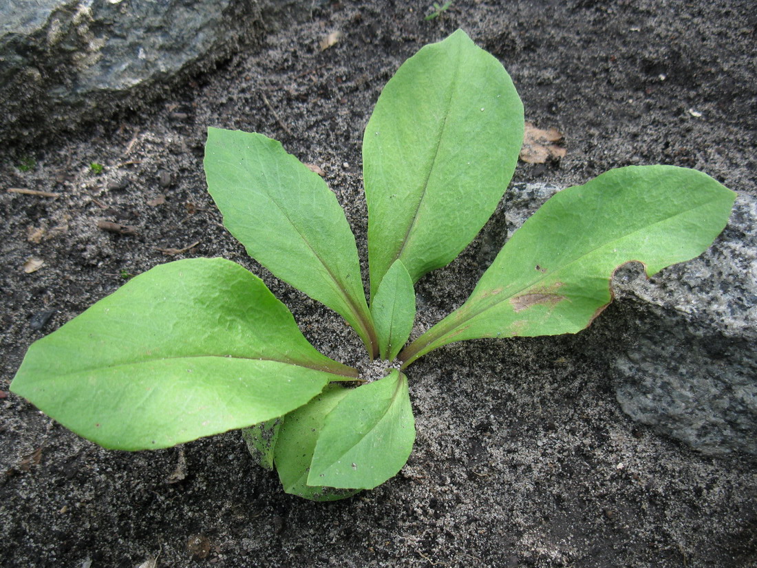 Image of Dodecatheon meadia specimen.